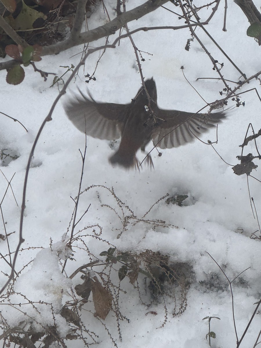 Fox Sparrow - ML646204258