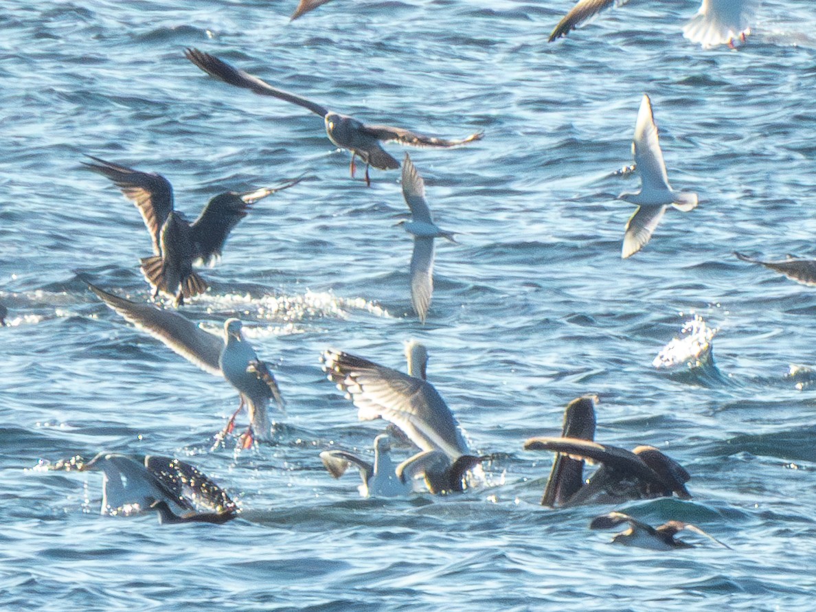 Forster's Tern - ML646204265
