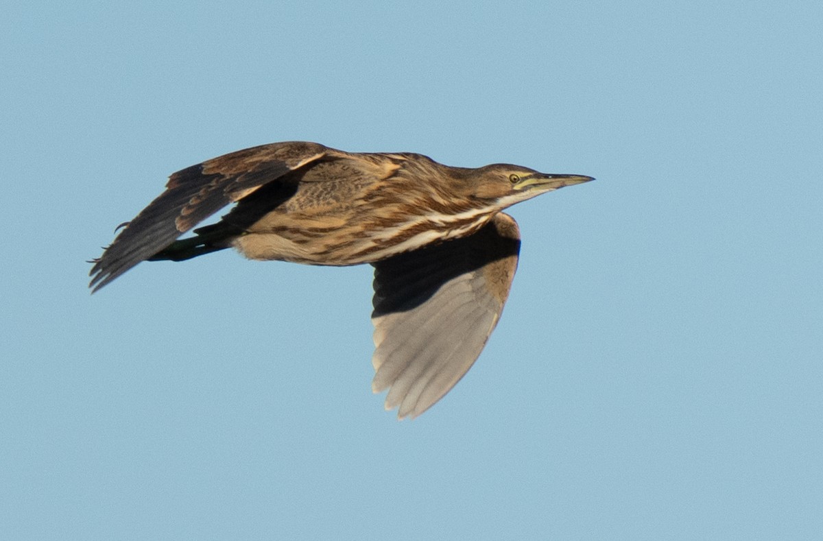 American Bittern - ML646204270