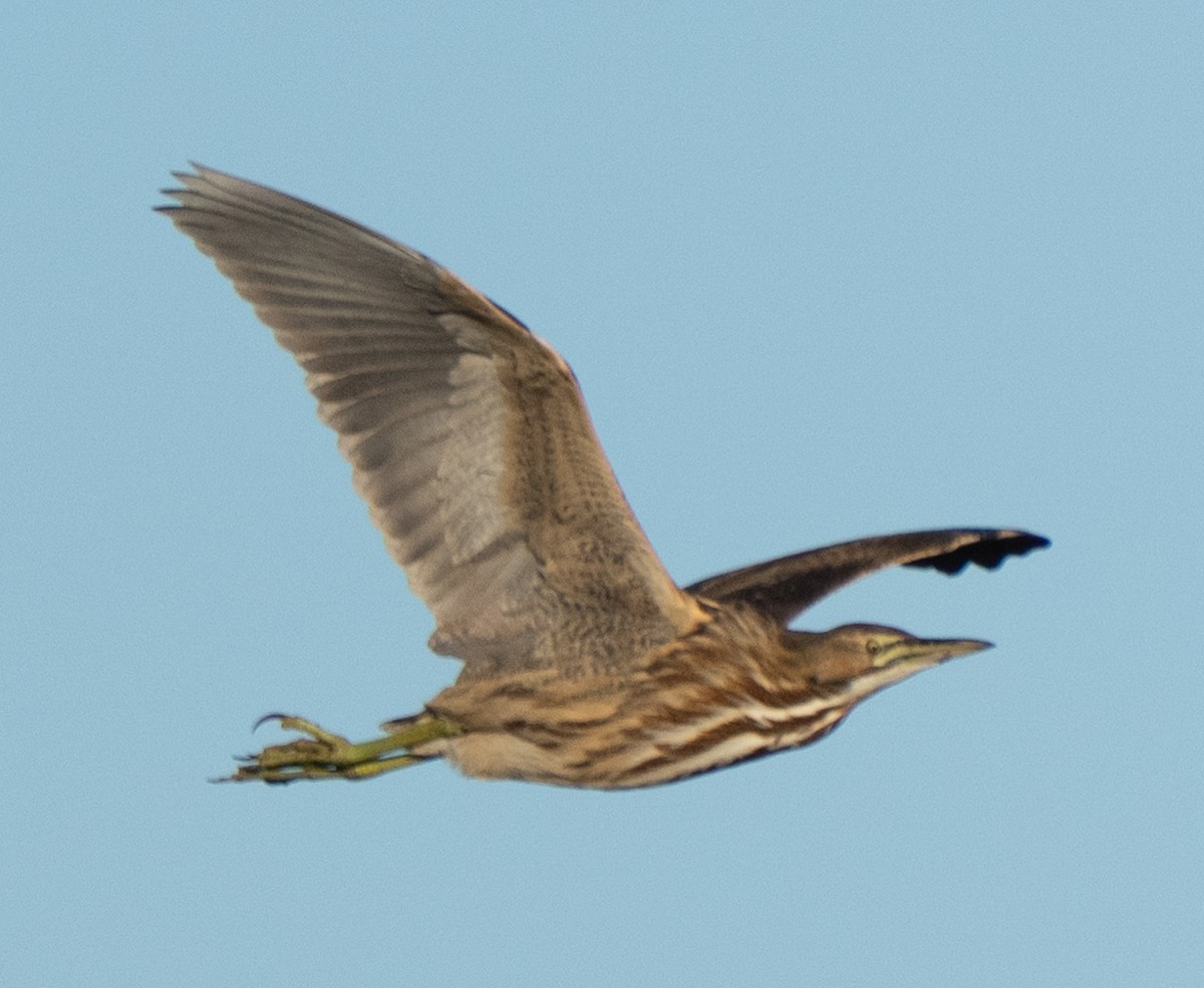 American Bittern - ML646204271