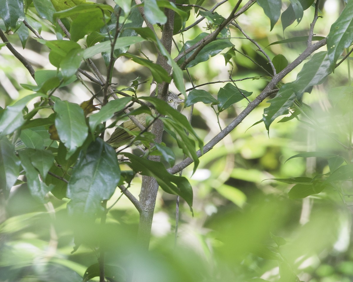 Tiny Greenbul - ML646204274