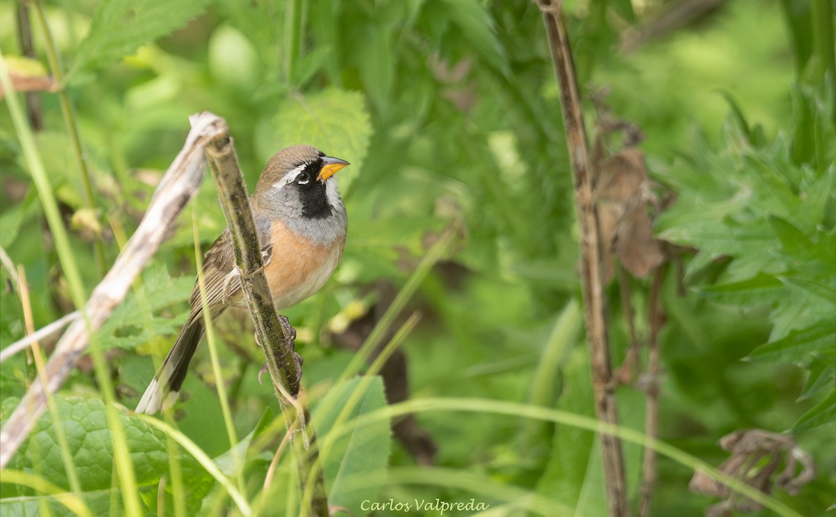 Pepitero Chico - ML646204277