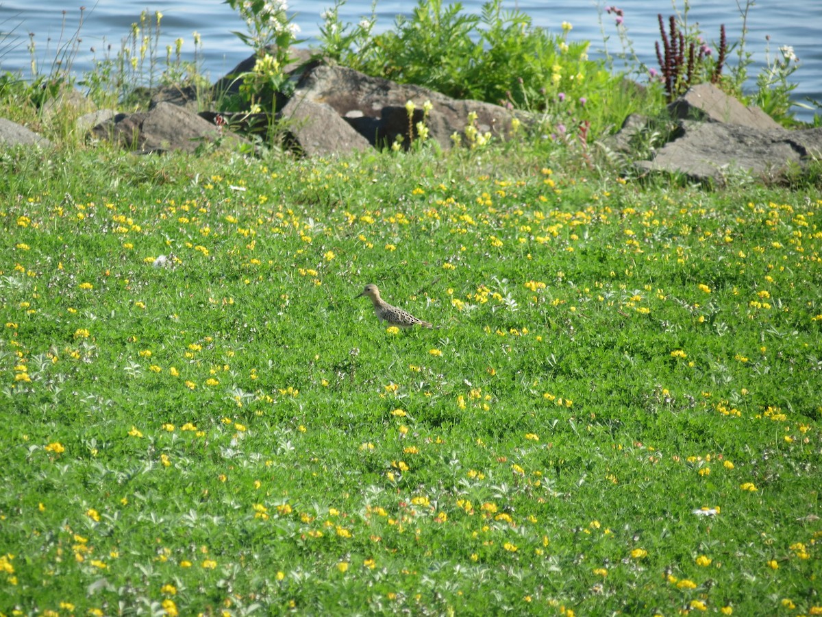 Buff-breasted Sandpiper - ML646204279