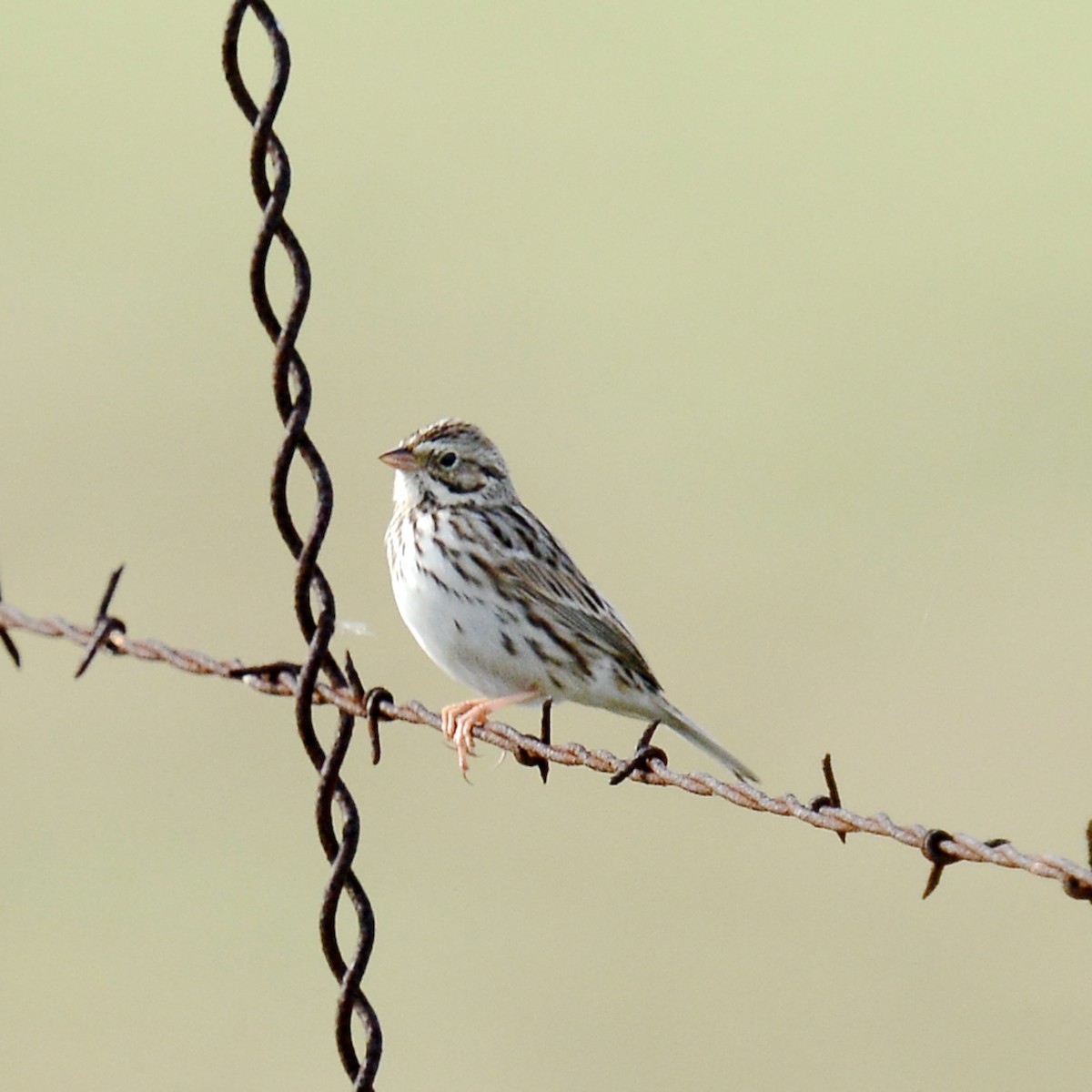 Savannah Sparrow - ML646204281