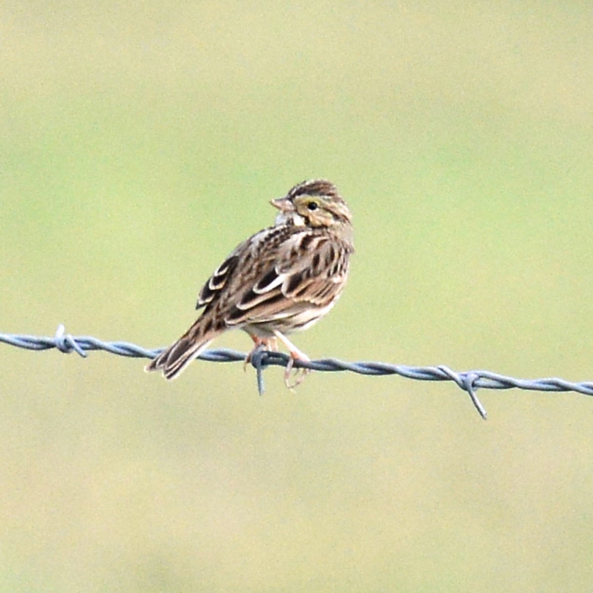Savannah Sparrow - ML646204282