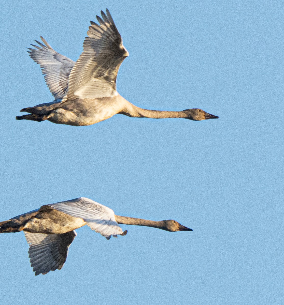 Trumpeter Swan - ML646204291