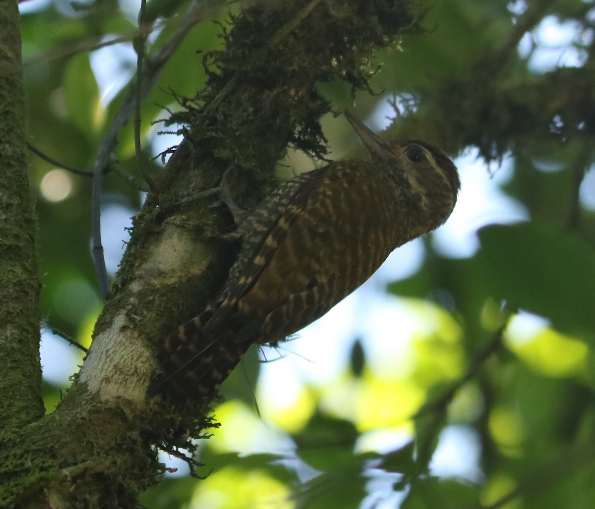 White-spotted Woodpecker - ML646204295