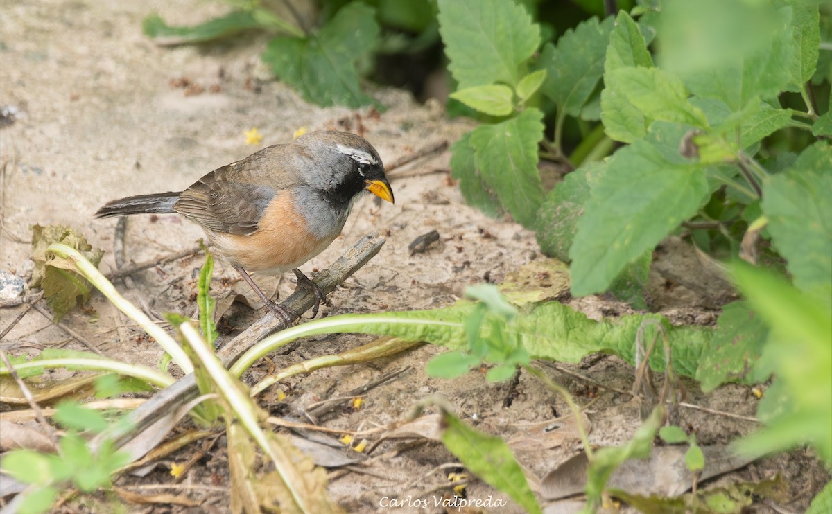 Pepitero Chico - ML646204296