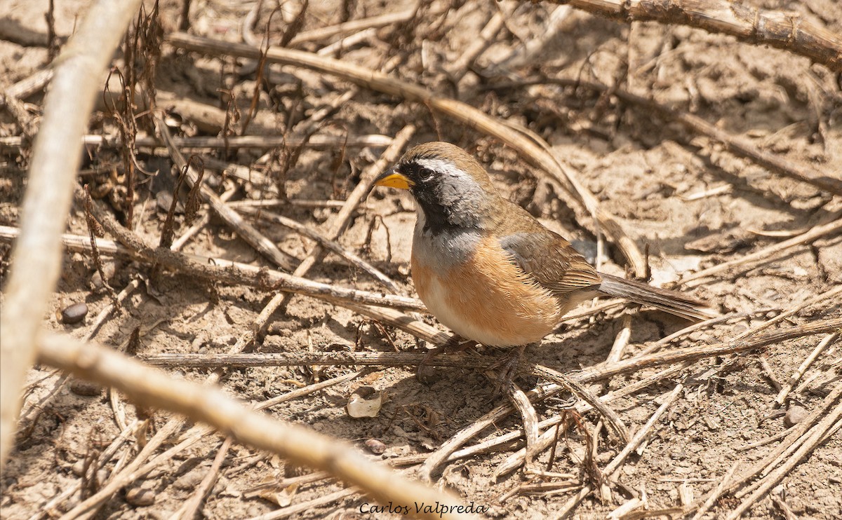 Pepitero Chico - ML646204302