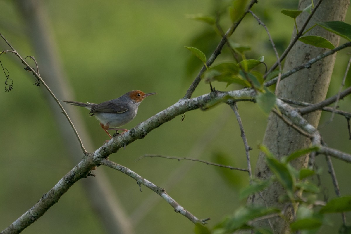 Ashy Tailorbird - ML646204304