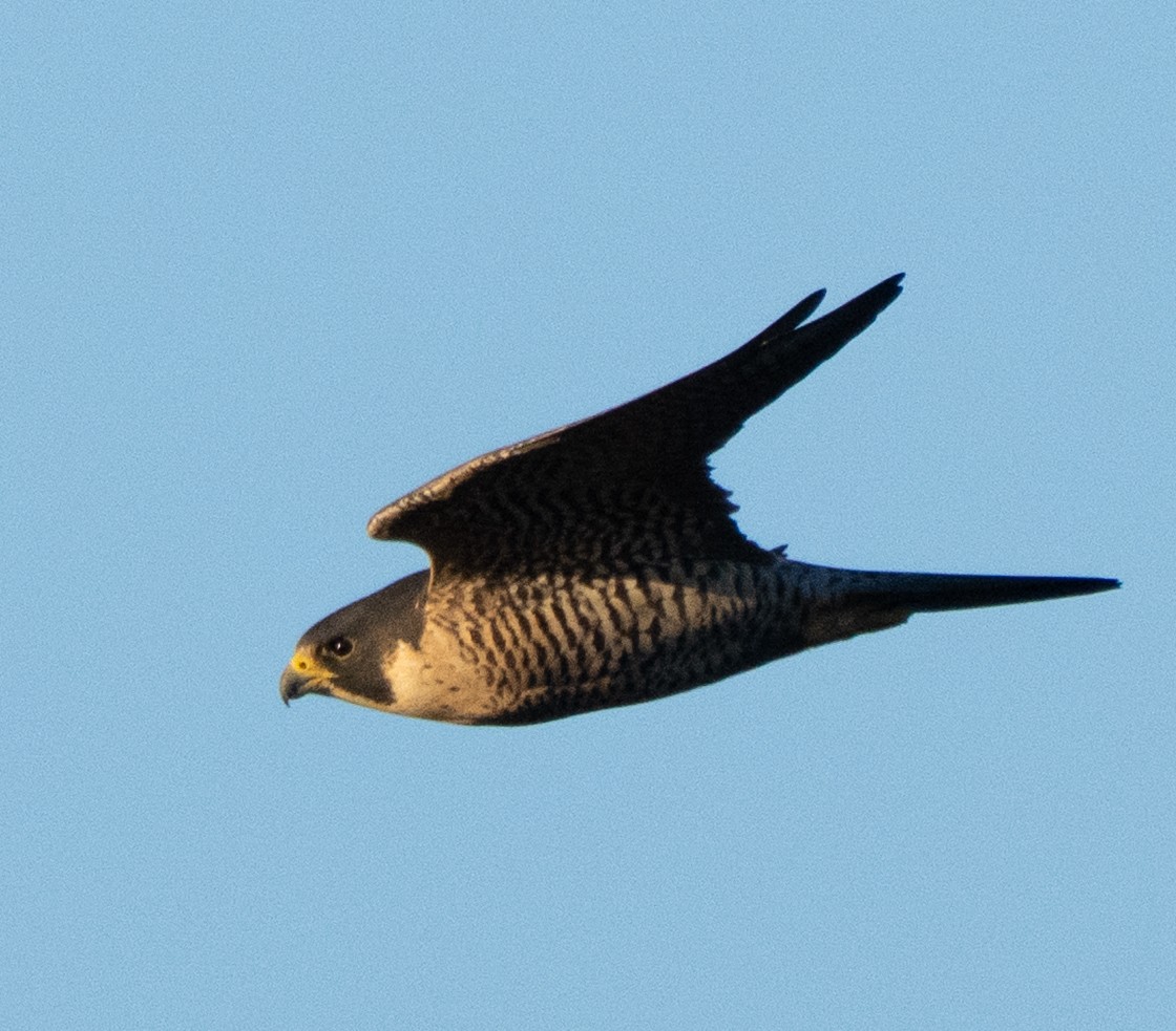 Peregrine Falcon - ML646204305