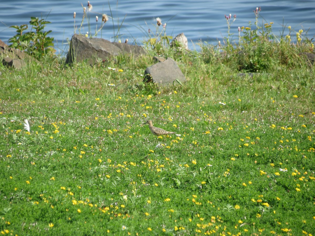 Buff-breasted Sandpiper - ML646204306