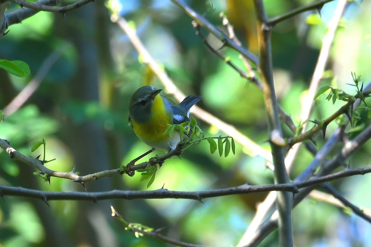 Очковая древесница - ML646204309