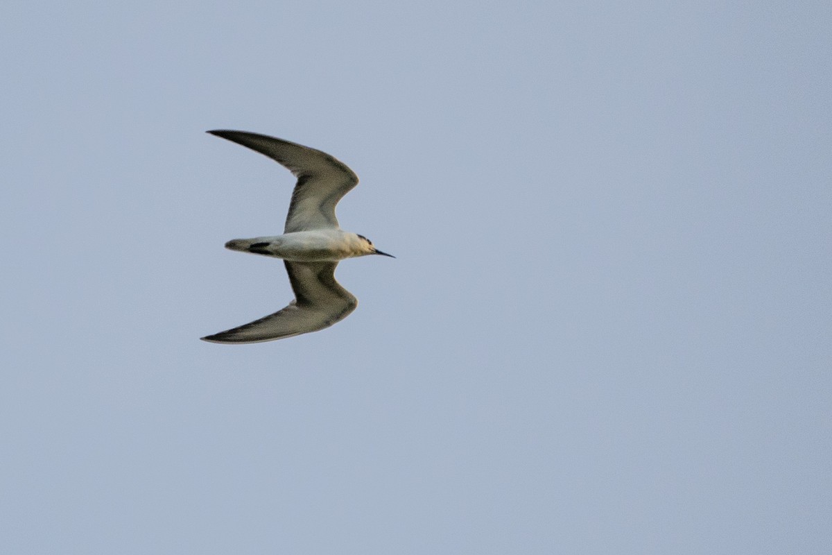 Whiskered Tern - ML646204313