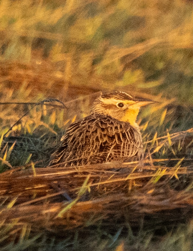 Western Meadowlark - ML646204316