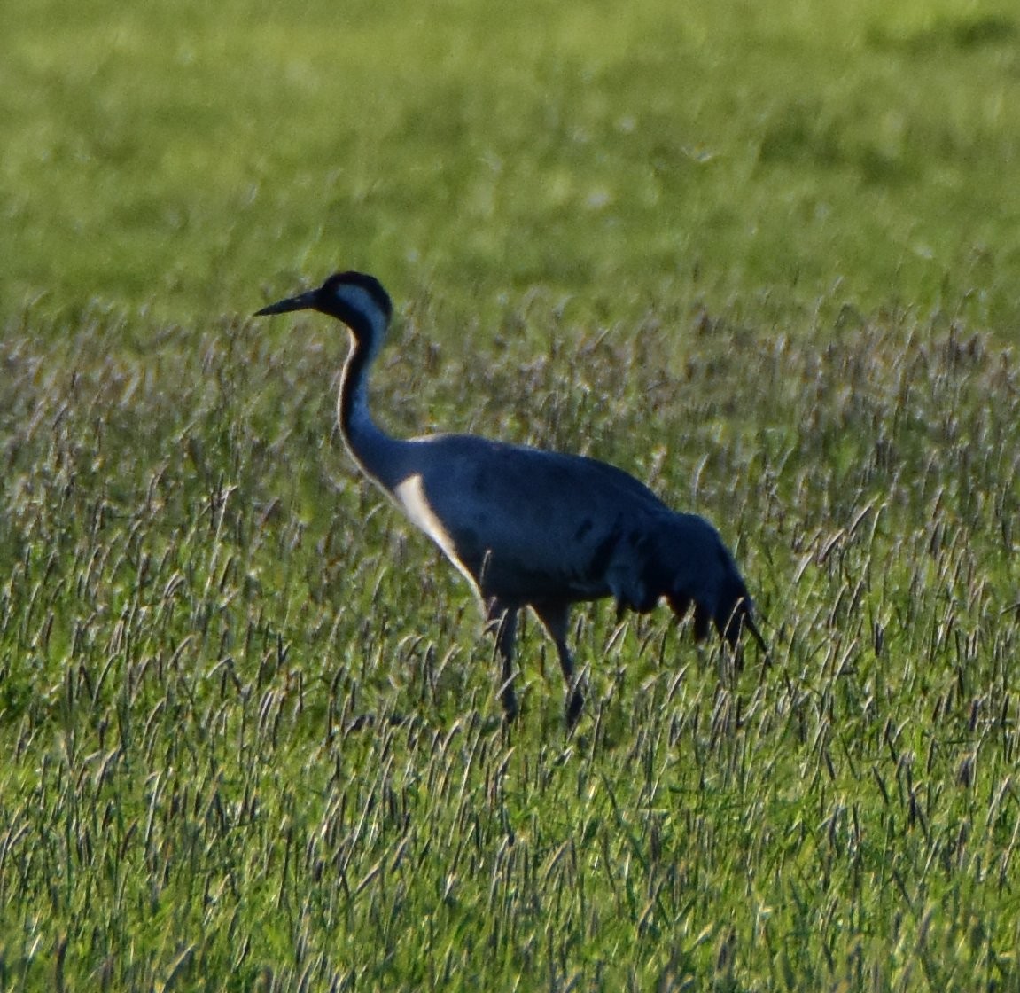 Common Crane - ML646204317
