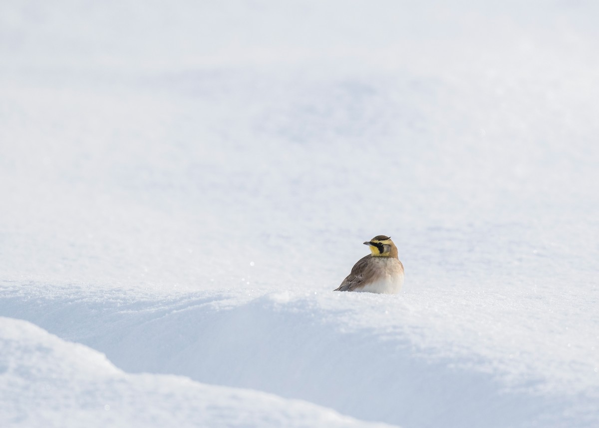 Horned Lark - ML646204318