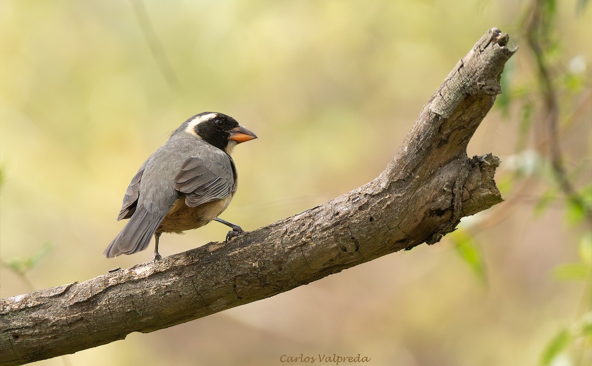 キバシイカル - ML646204319