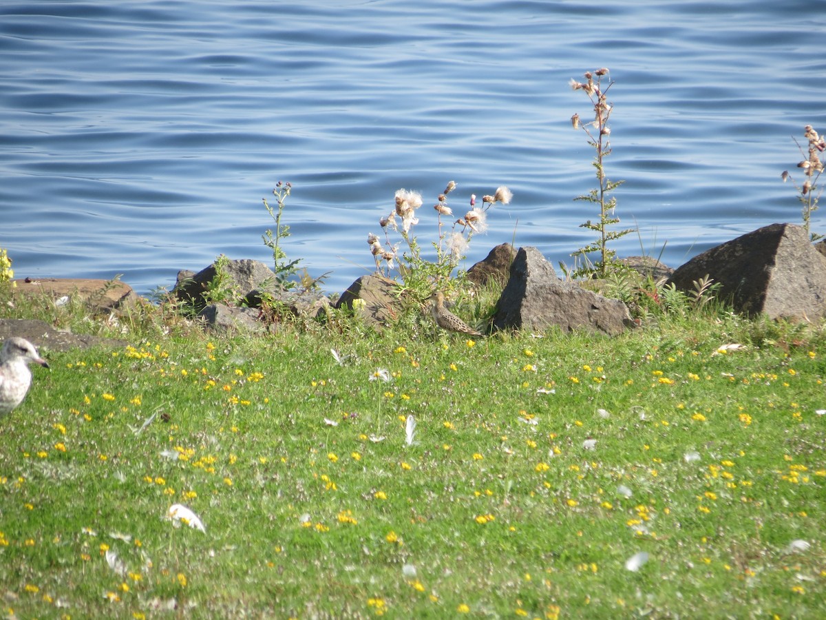 Buff-breasted Sandpiper - ML646204327