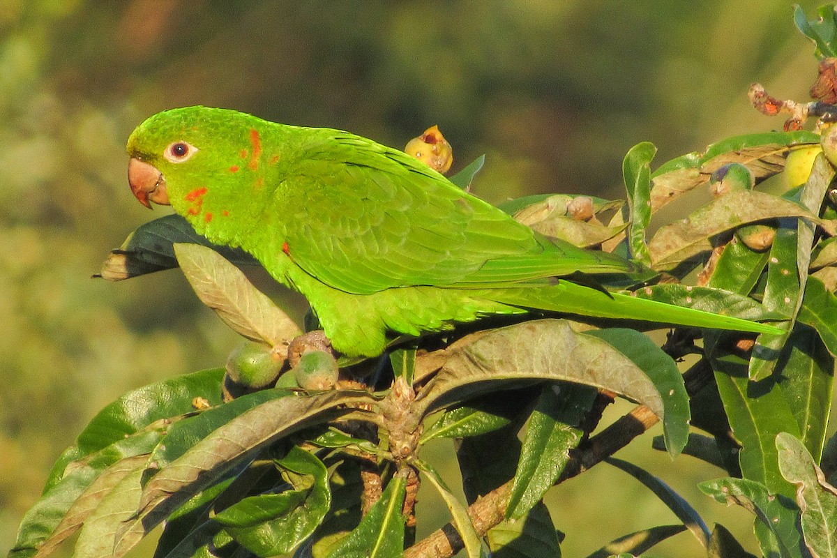 White-eyed Parakeet - ML646204328