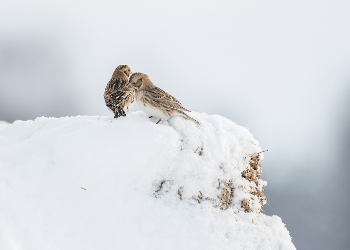 Lapland Longspur - ML646204343