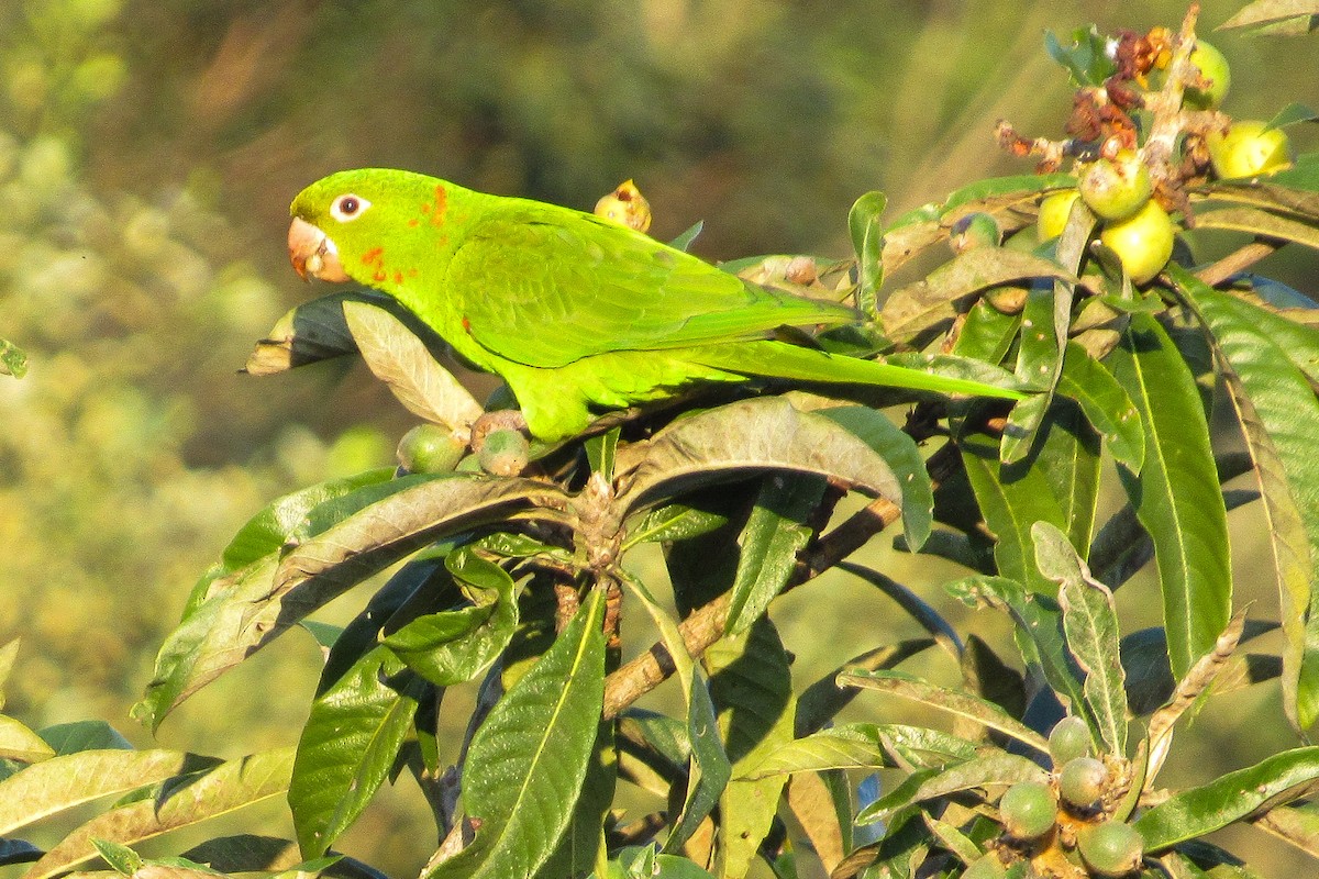White-eyed Parakeet - ML646204345