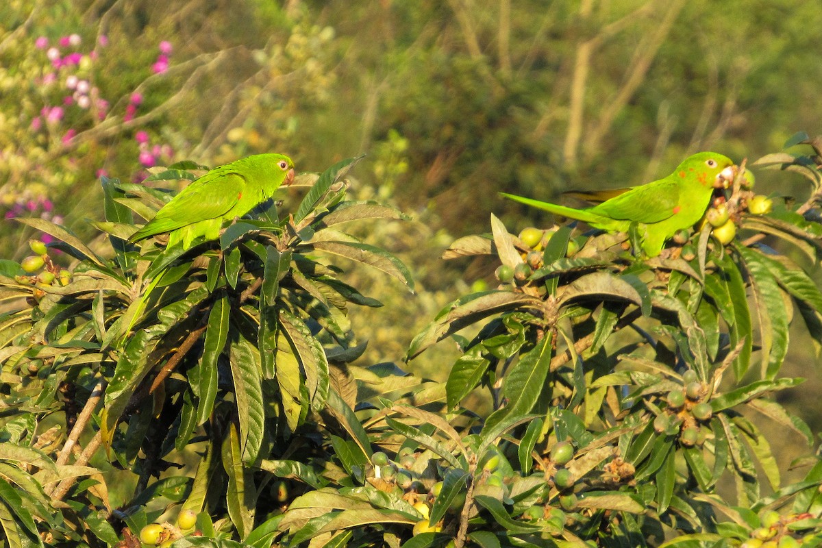 White-eyed Parakeet - ML646204348
