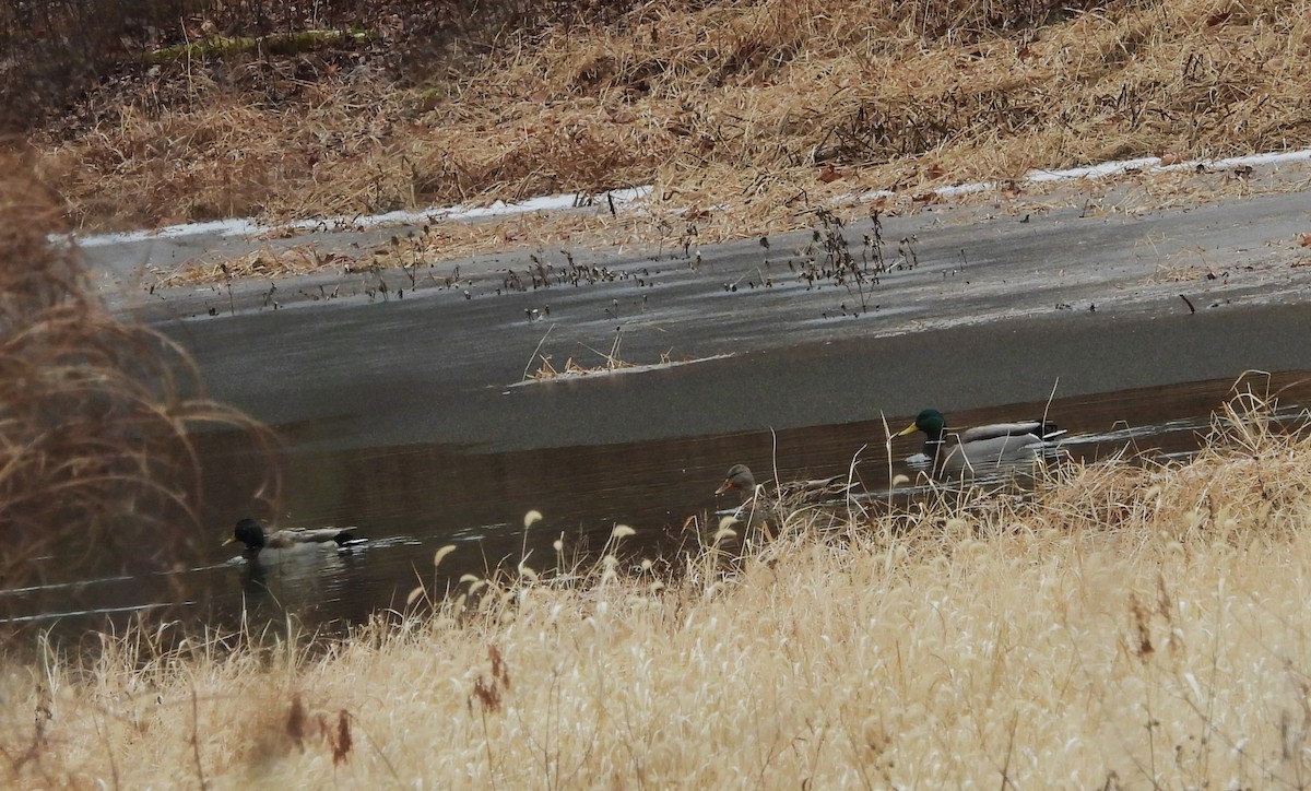 Germano reale - ML646204358