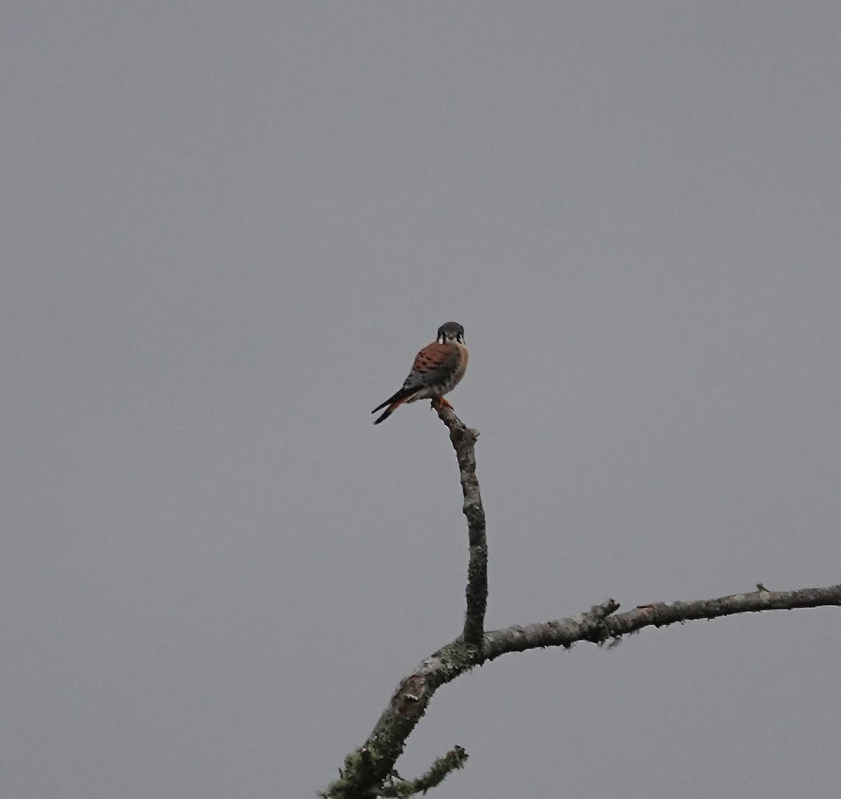 American Kestrel - ML646204360
