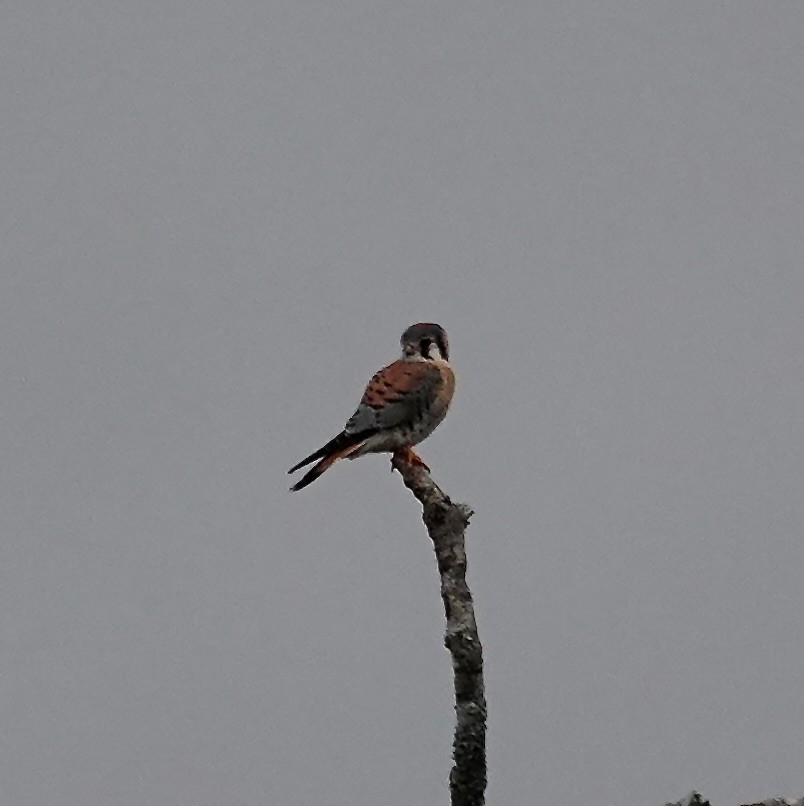American Kestrel - ML646204361