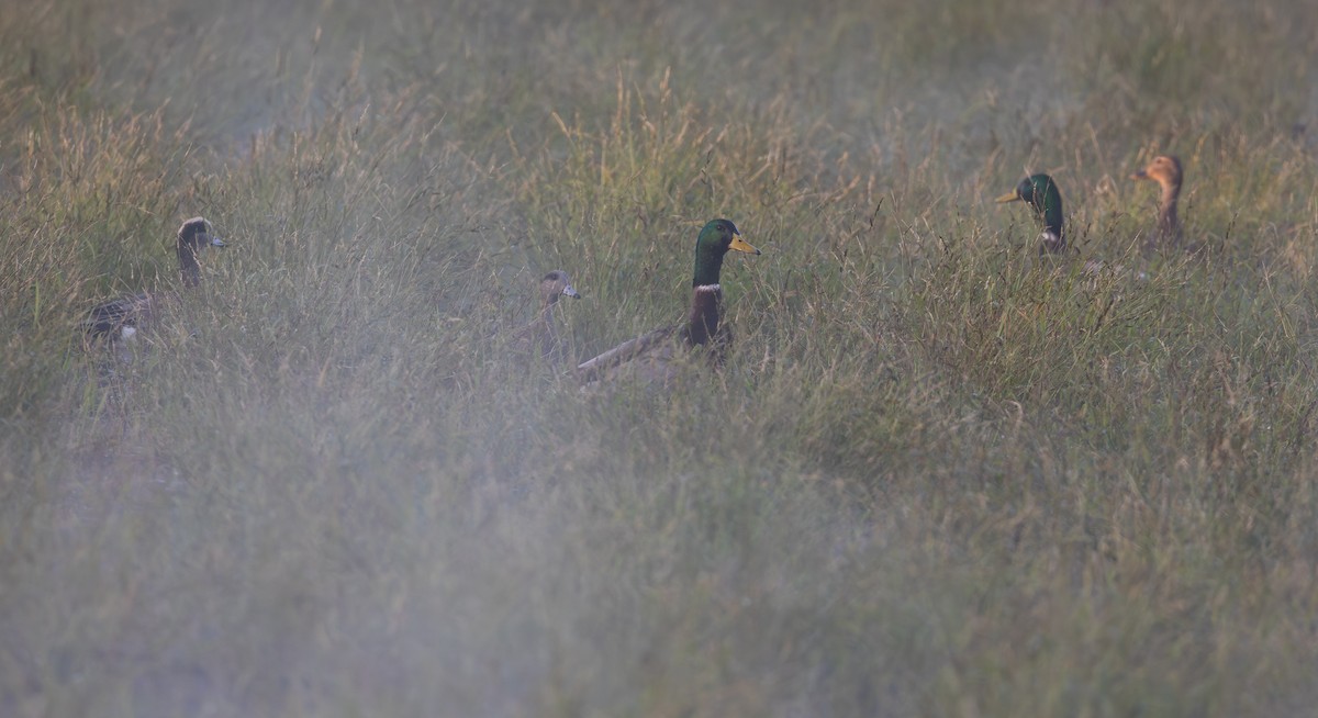 Mallard - ML646204367