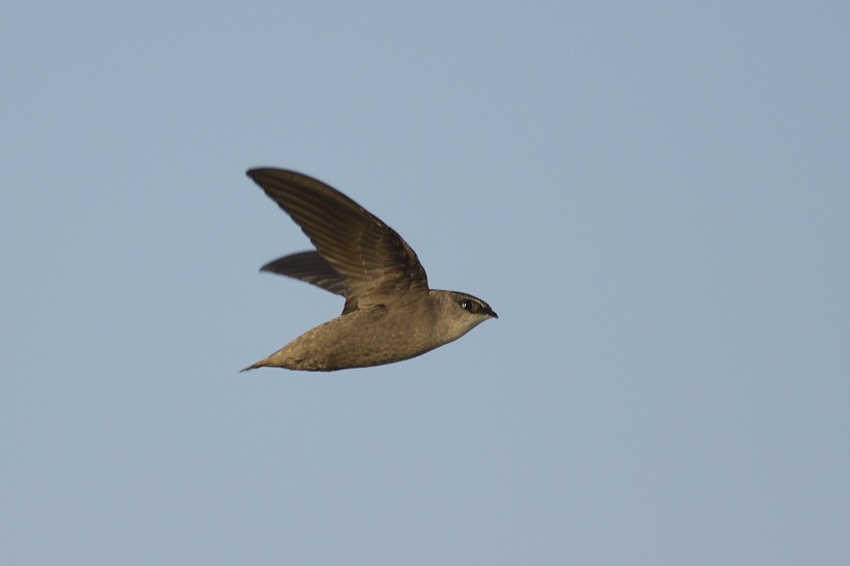 סיס ארובות - ML646204368