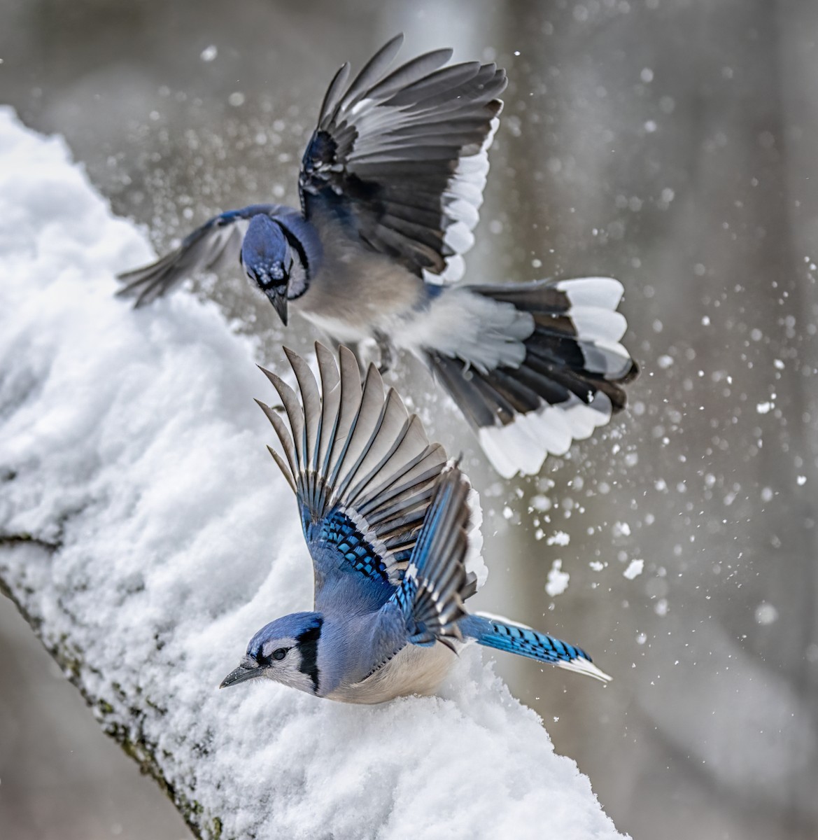 Blue Jay - ML646204371