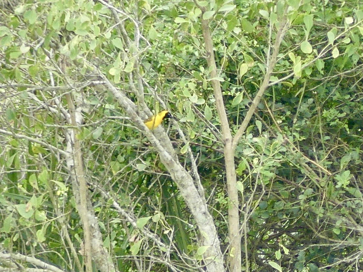 Ткачик савановий - ML646204372