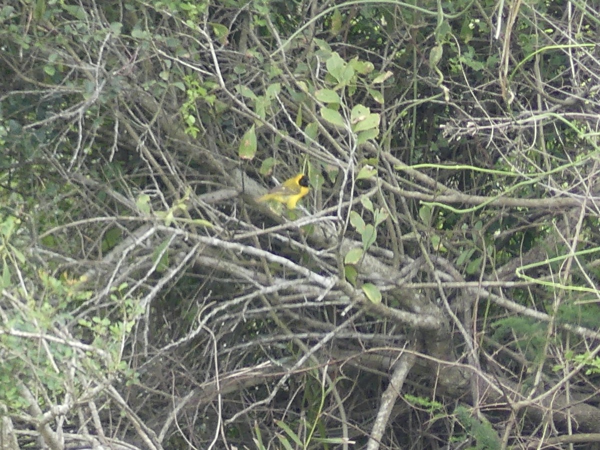 Ткачик савановий - ML646204373