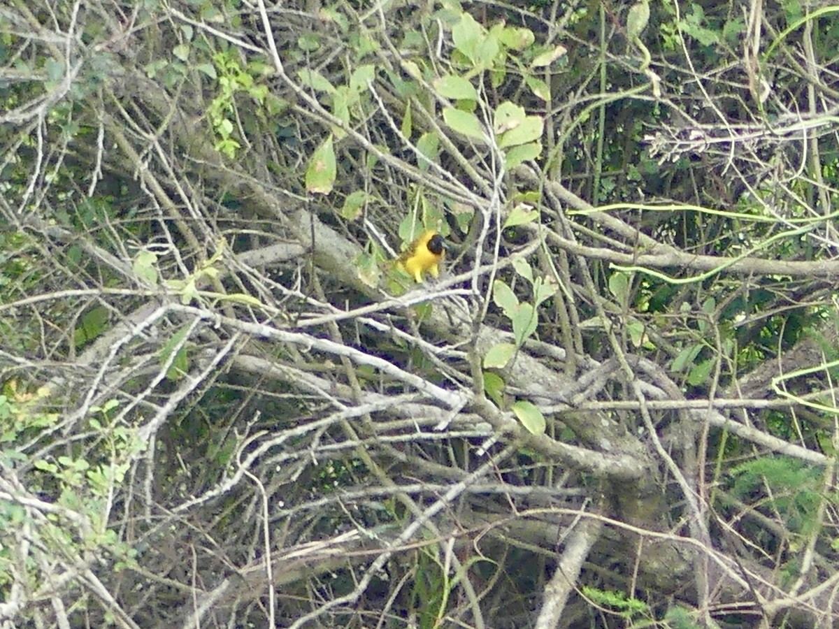 Ткачик савановий - ML646204374