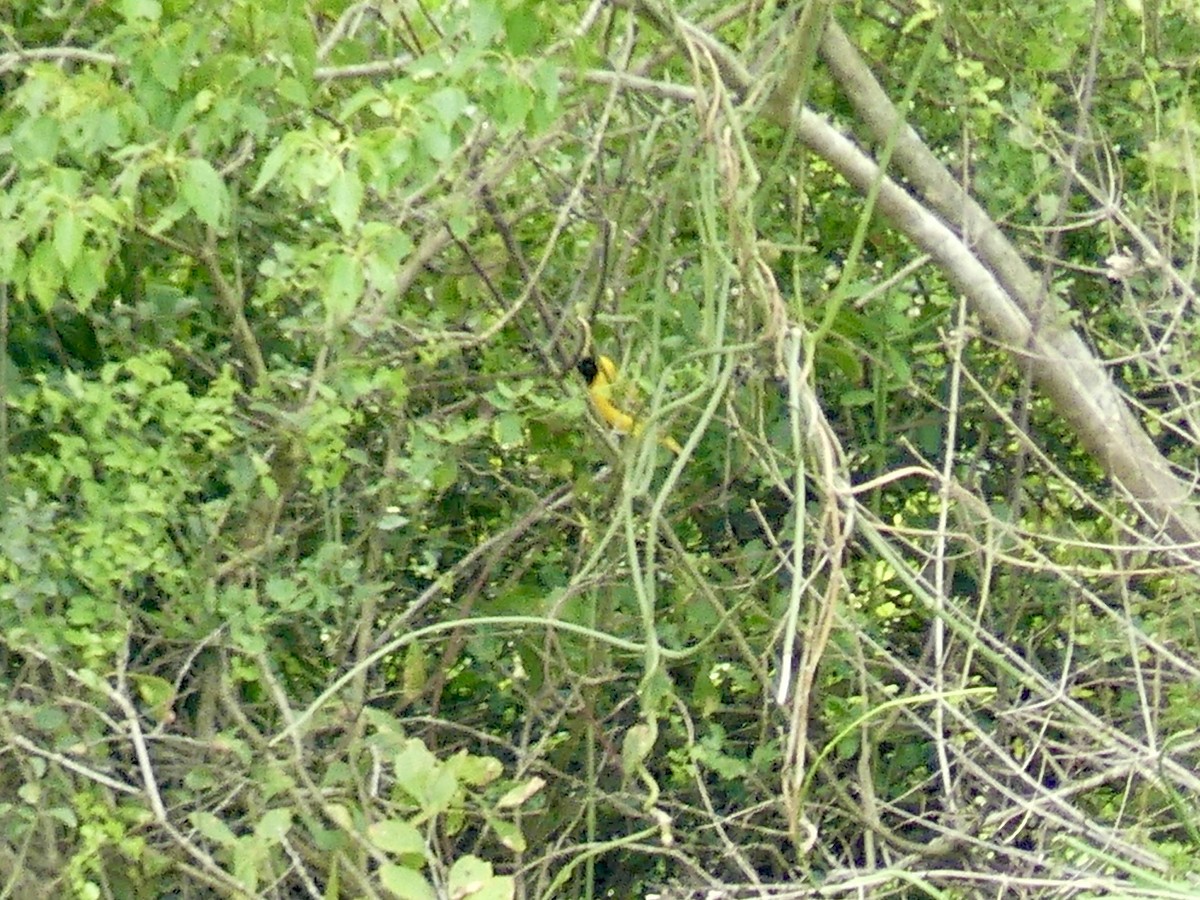 Ткачик савановий - ML646204375