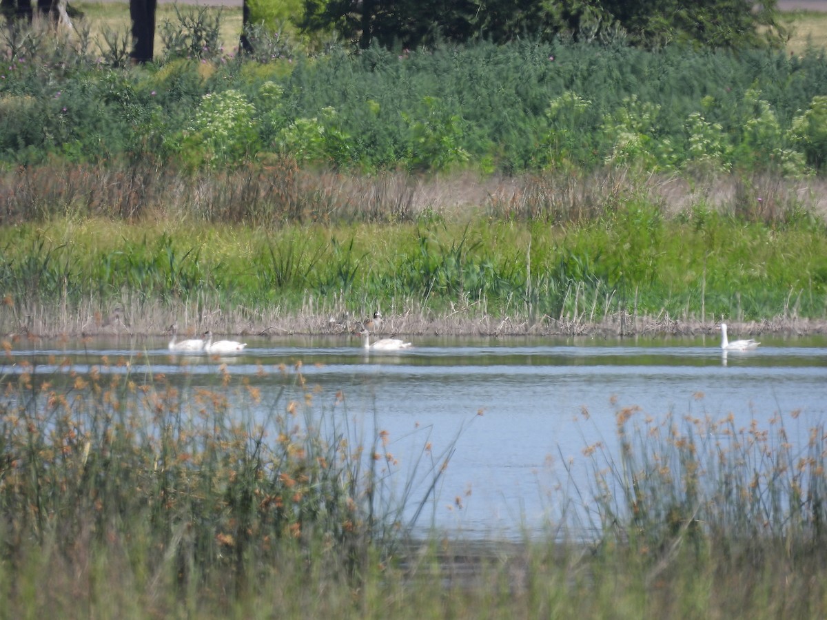 Coscoroba Swan - ML646204379