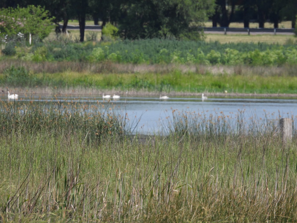 Coscoroba Swan - ML646204380