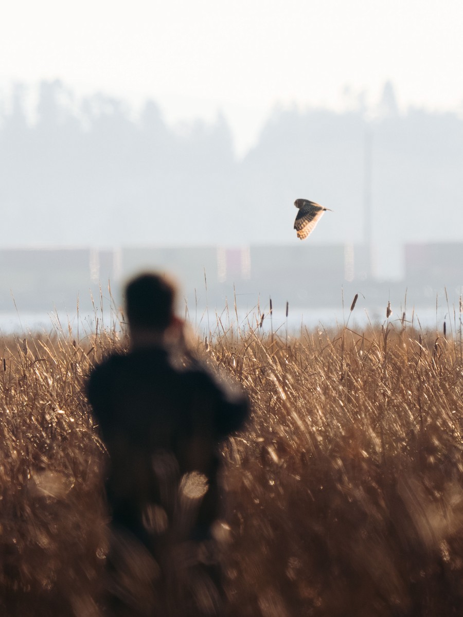 Short-eared Owl - ML646204383