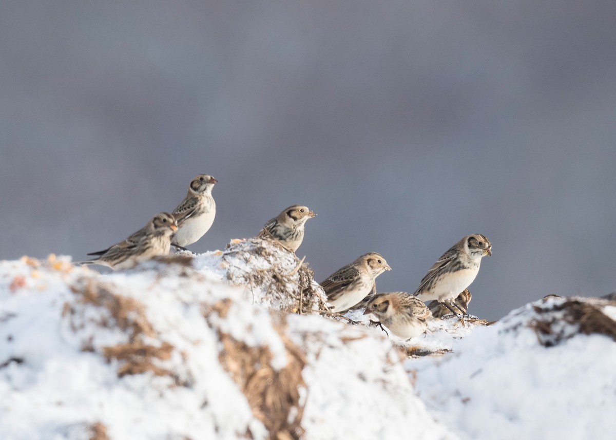 Lapland Longspur - ML646204390