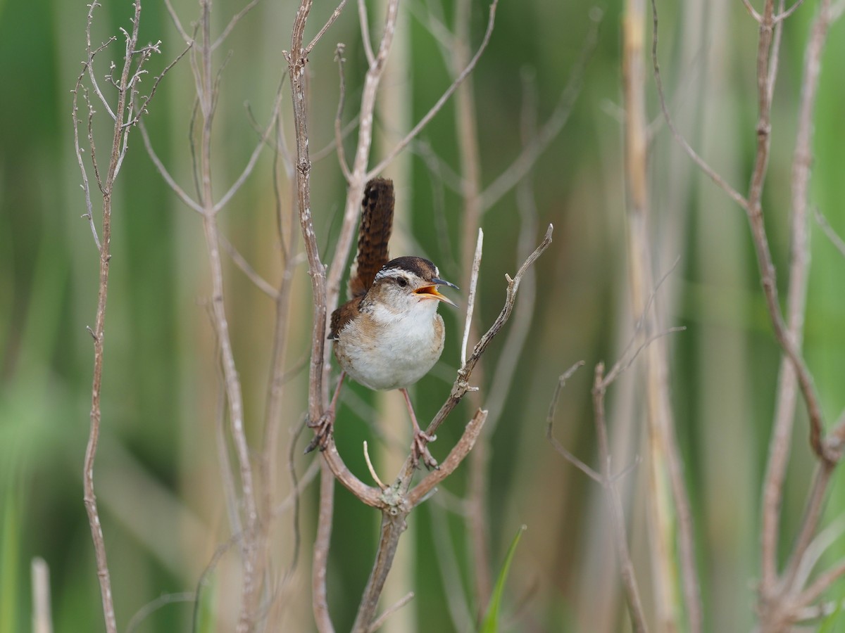 Marsh Wren - ML646204391