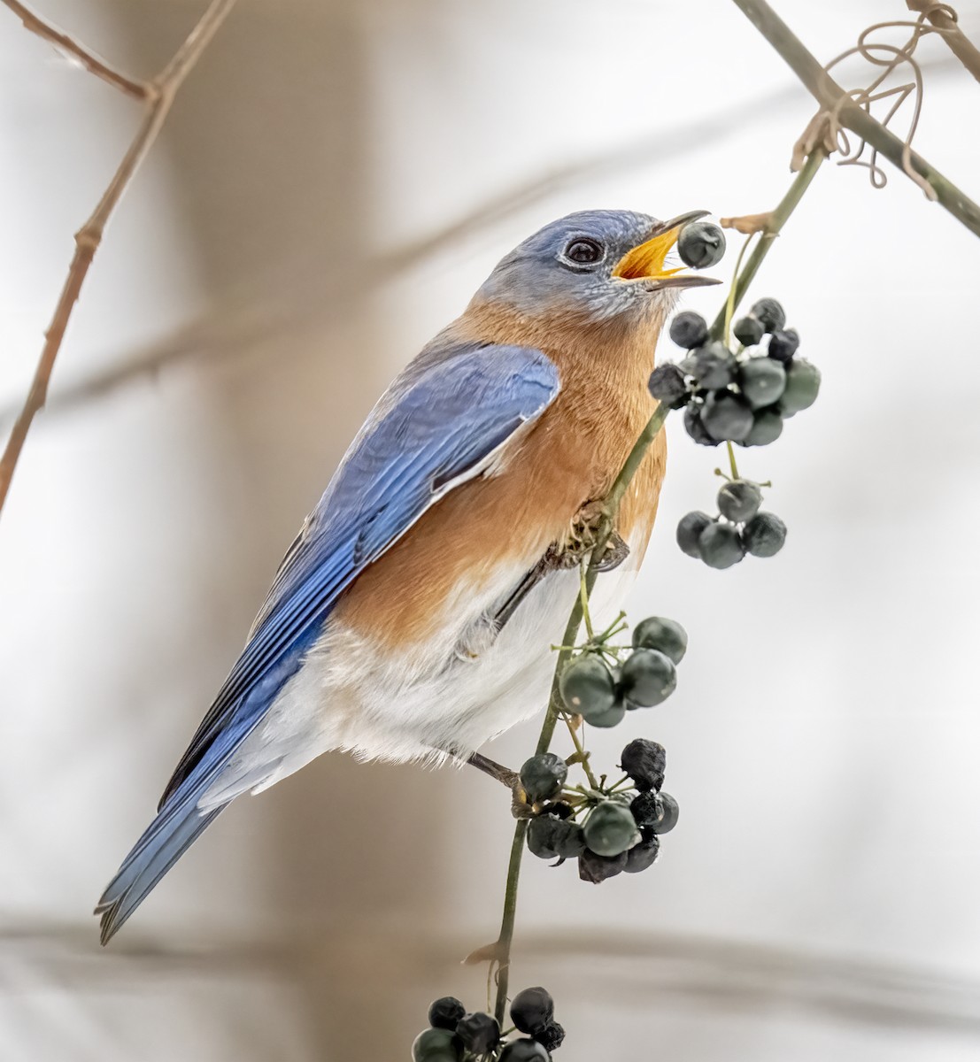 Eastern Bluebird - ML646204393