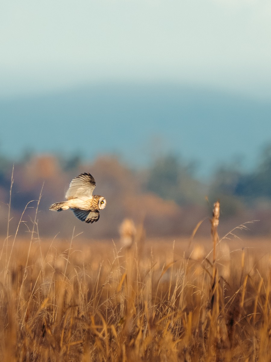 Short-eared Owl - ML646204394