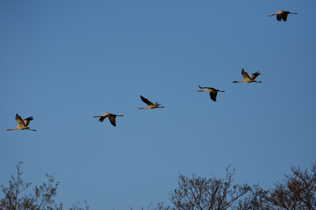 Common Crane - ML646204400