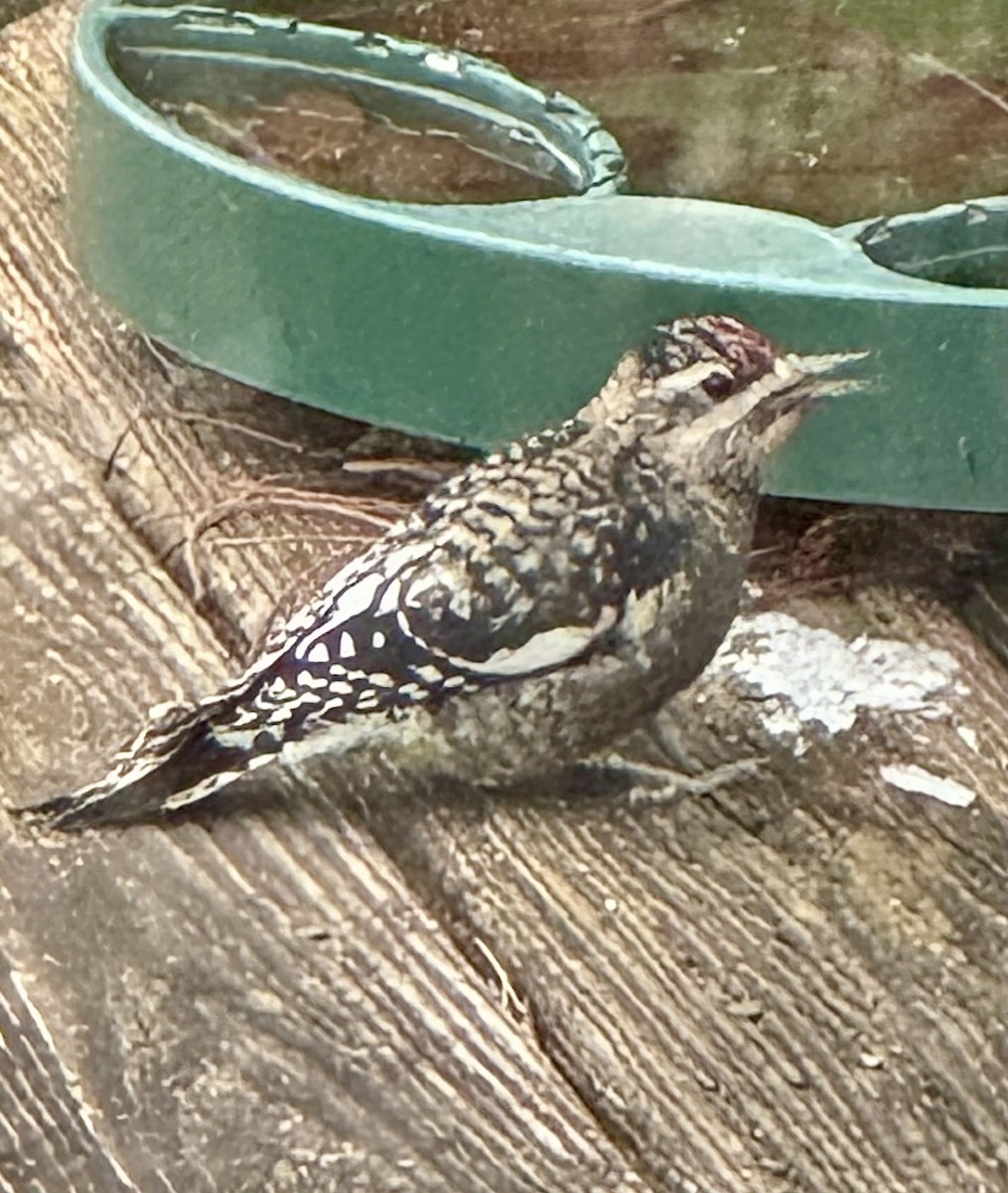 Yellow-bellied Sapsucker - ML646204401