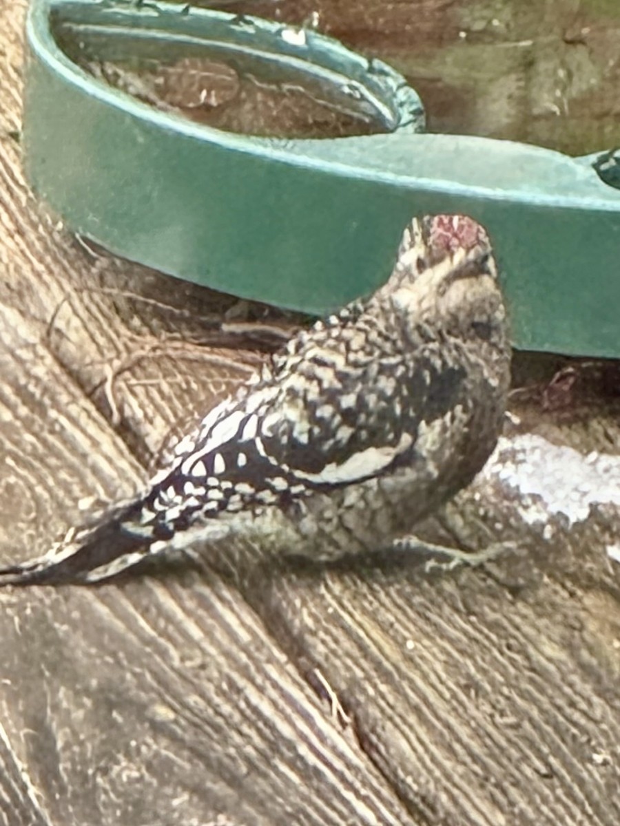Yellow-bellied Sapsucker - ML646204402