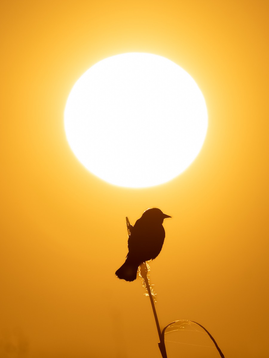 Red-winged Blackbird - ML646204403