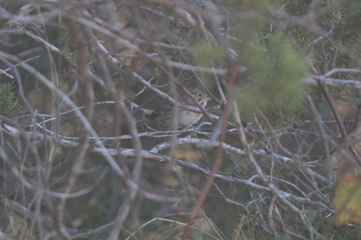 Chingolo Coliblanco - ML646204405