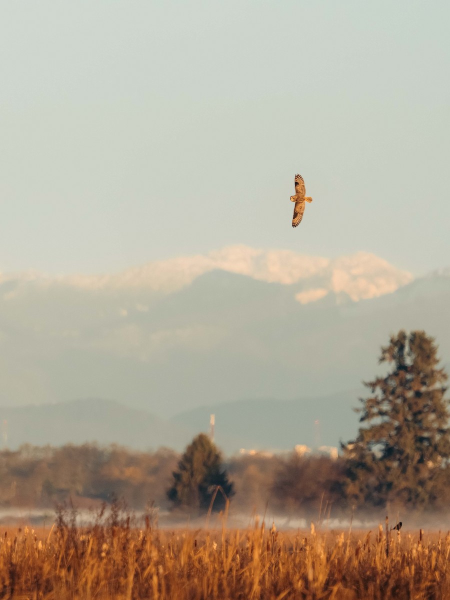 Short-eared Owl - ML646204406